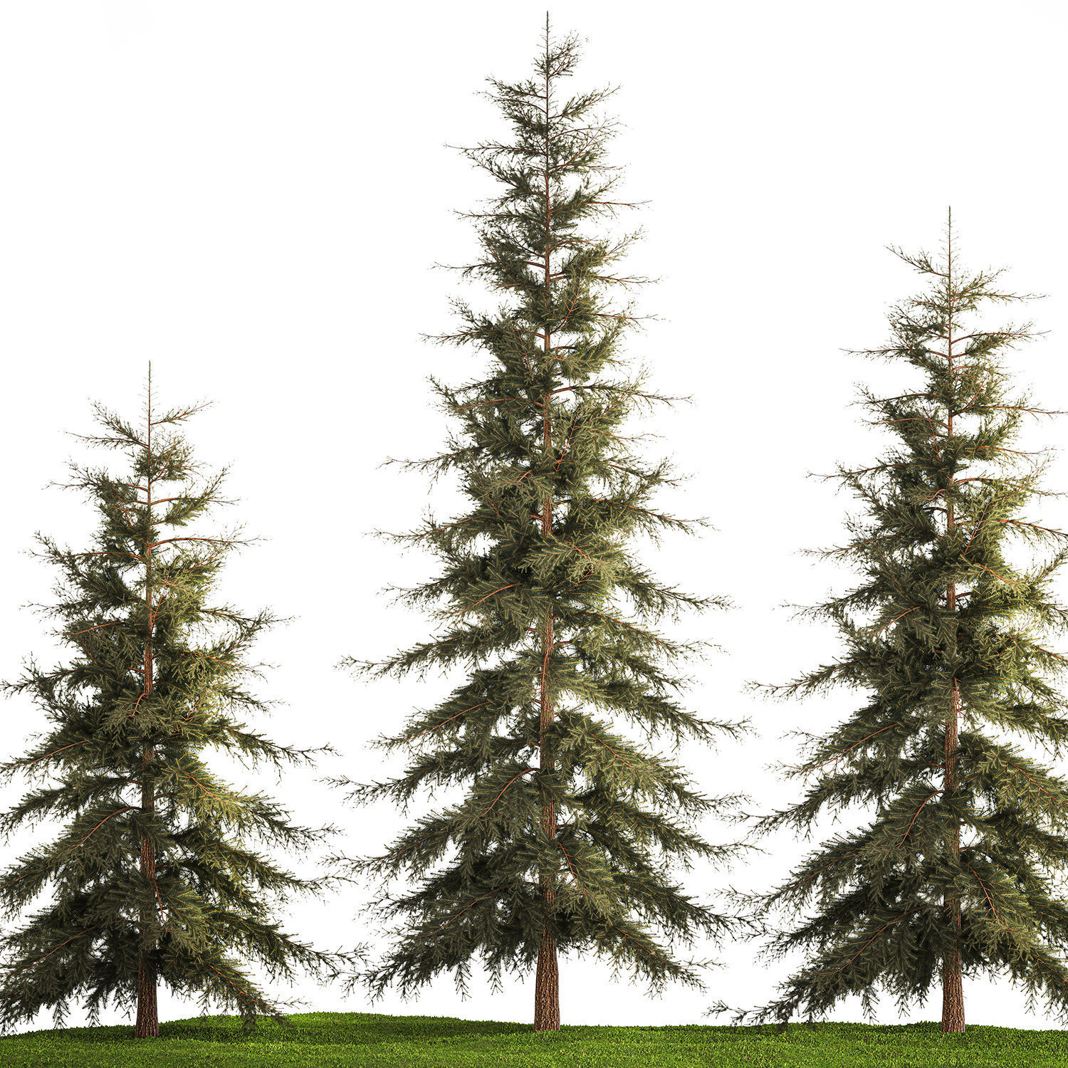 Spruce And Fir Trees For The Park 1157 3D model_4