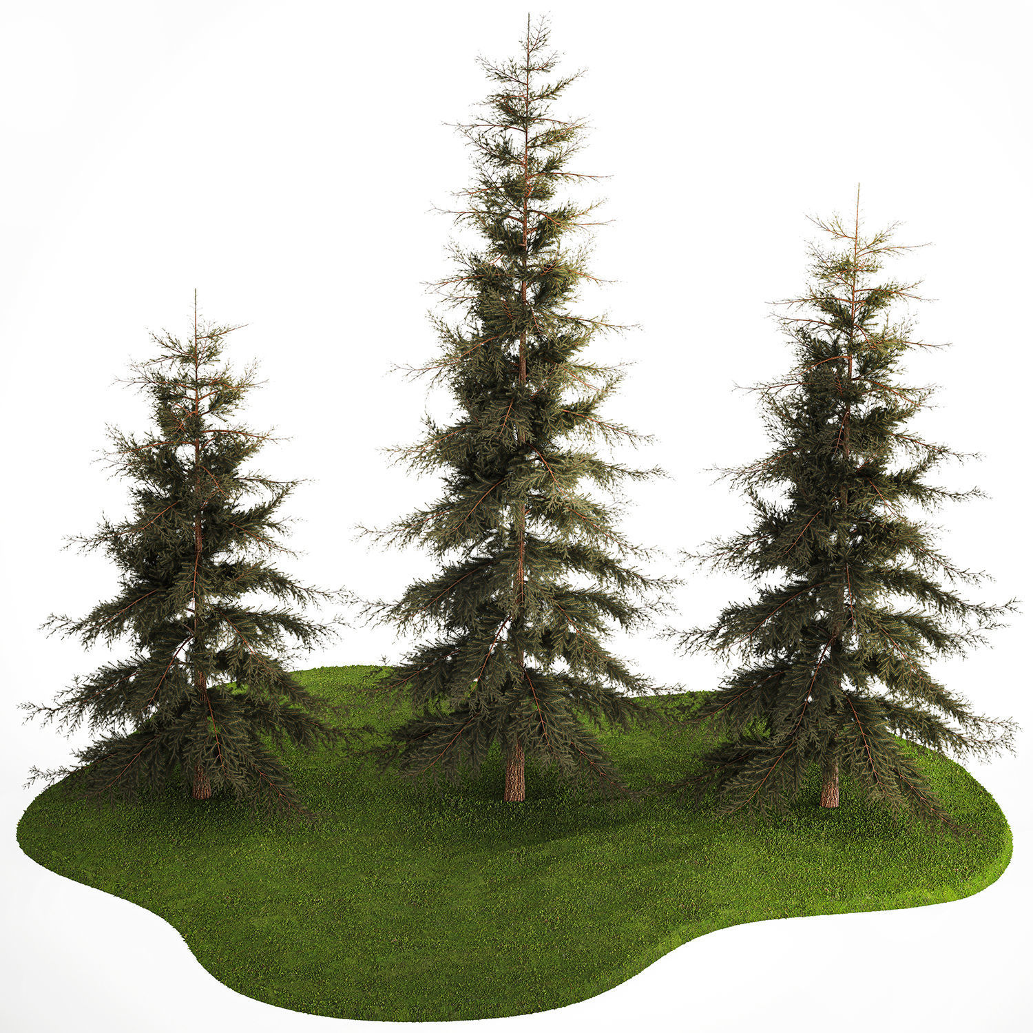 Spruce And Fir Trees For The Park 1157 3D model_3