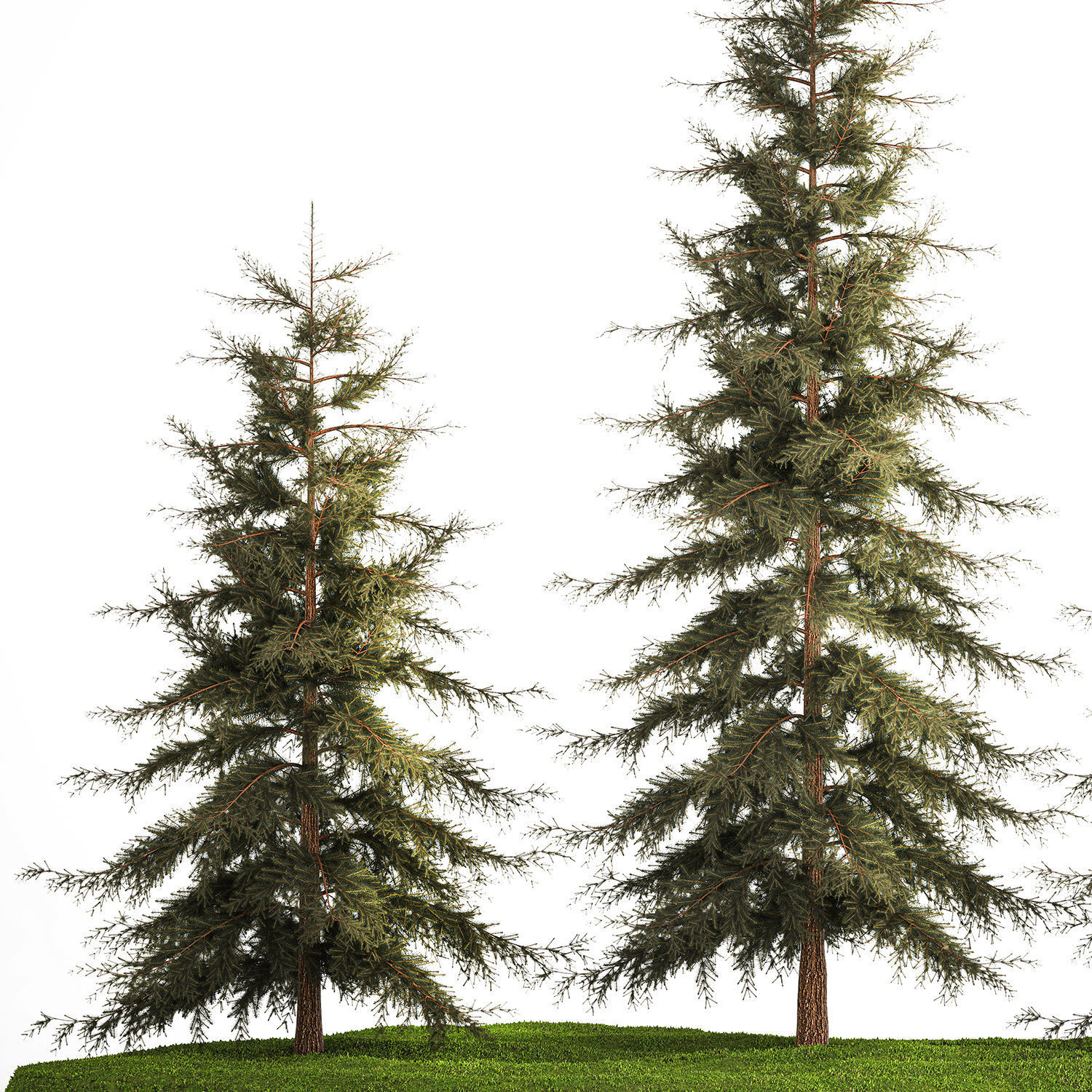 Spruce And Fir Trees For The Park 1157 3D model_2