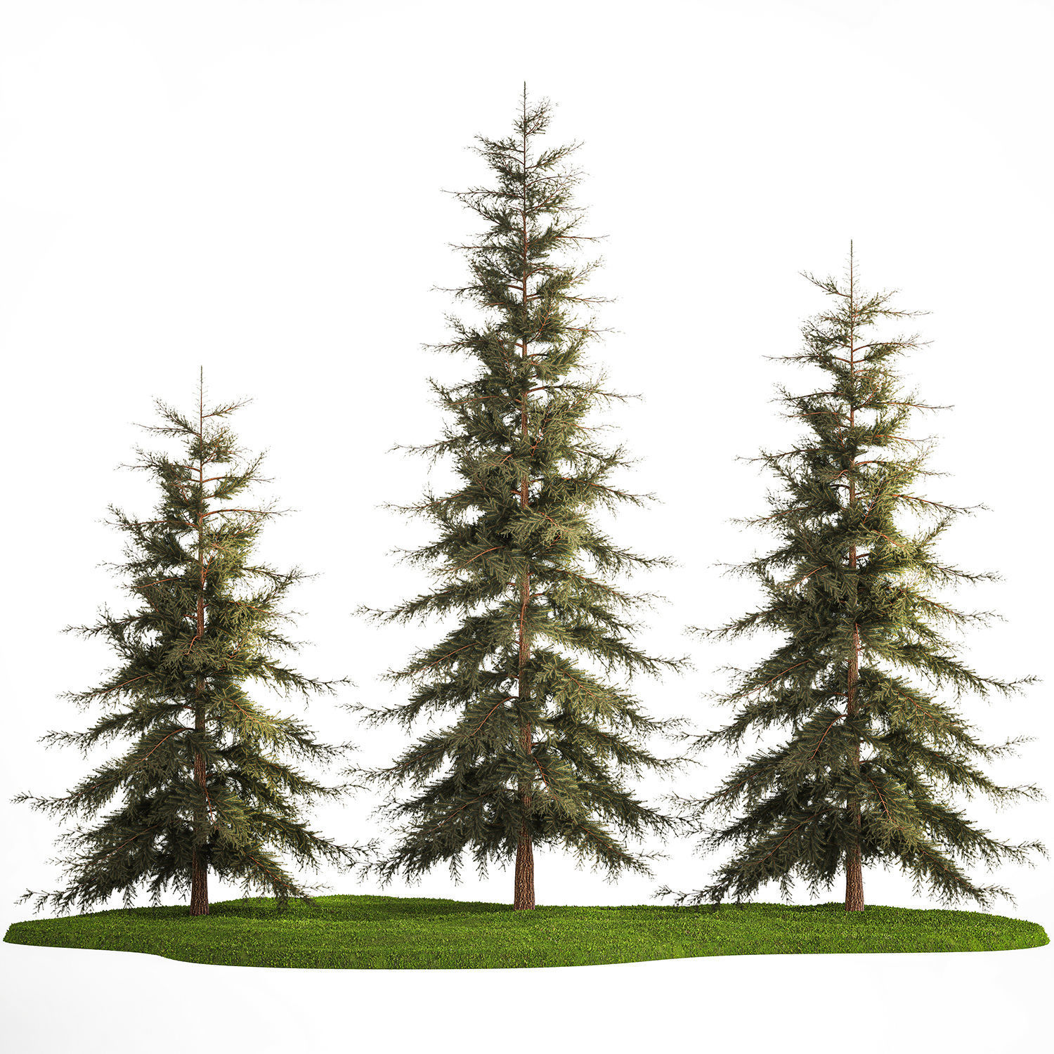 Spruce And Fir Trees For The Park 1157 3D model_1