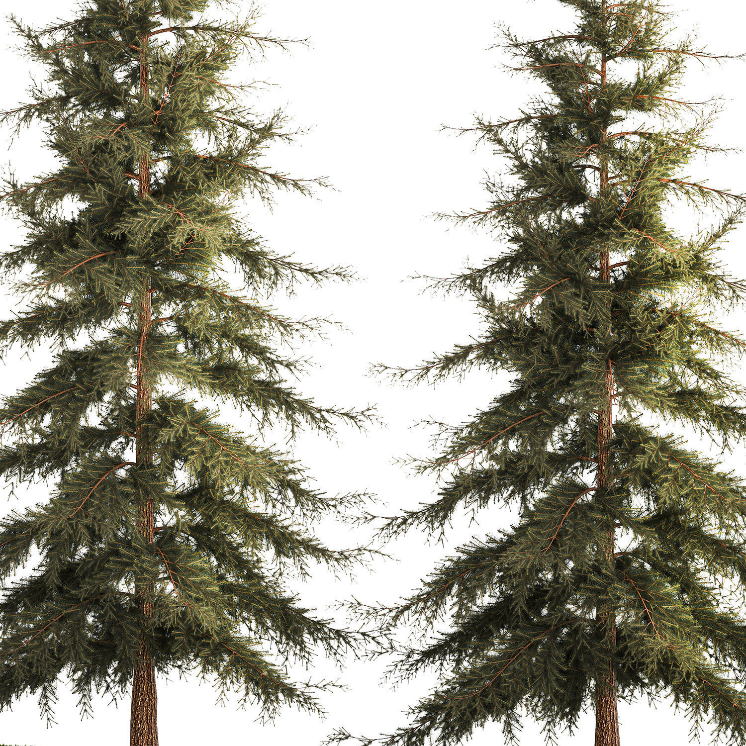 Spruce And Fir Trees For The Park 1157 3D model_5