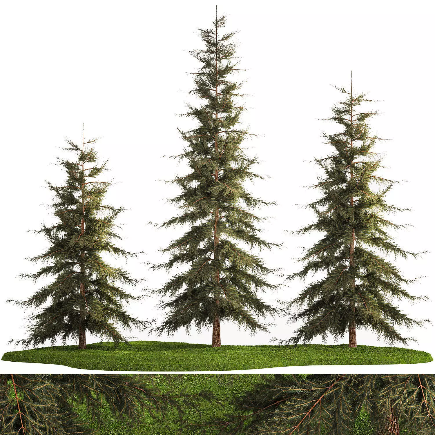 Spruce And Fir Trees For The Park 1157 3D model_0