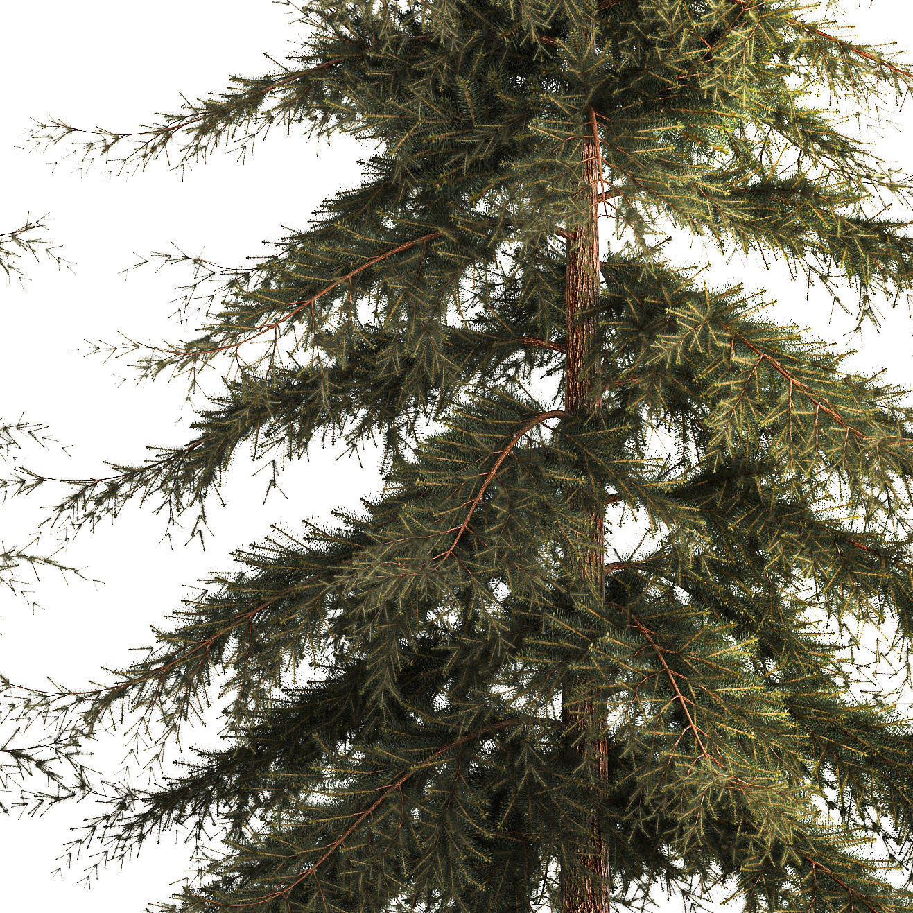 Spruce And Fir Trees For The Park 1157 3D model_6
