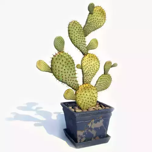 Cactus In Pot