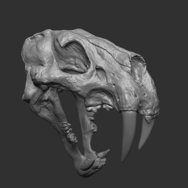 Sabertooth Skull 3D print model_2