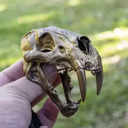 Sabertooth Skull