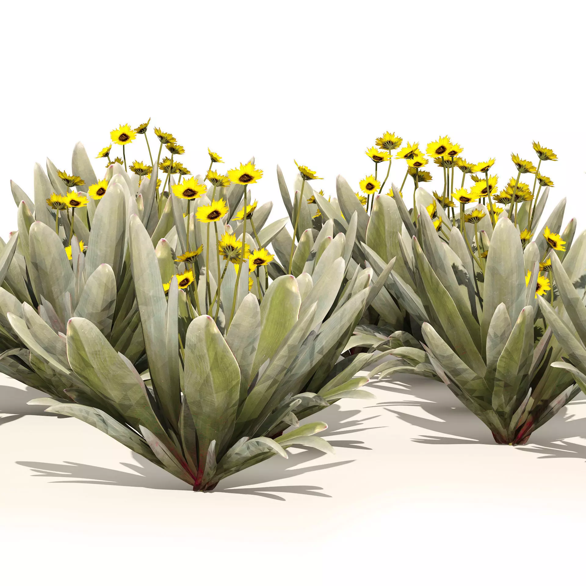 Ruilopezia Flower cluster Low-poly 3D model