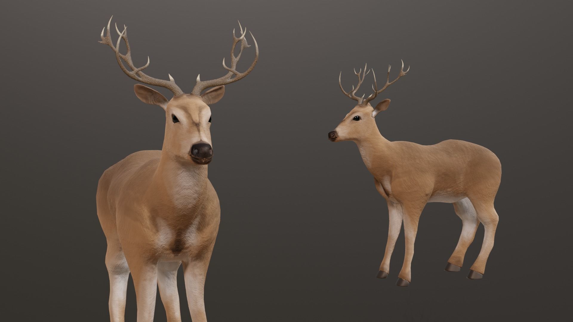 Deer 3D model with antlers Low-poly 3D model_2