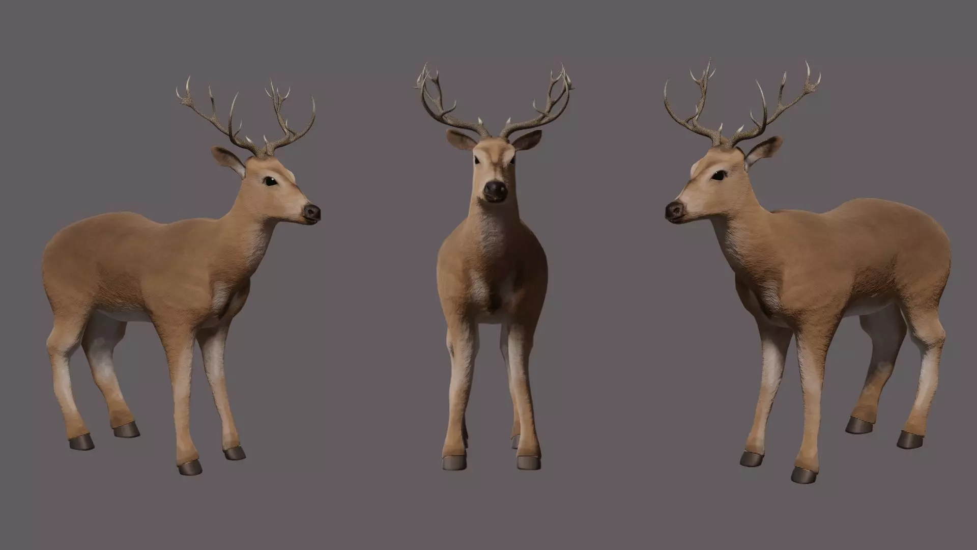 Deer 3D model with antlers Low-poly 3D model_0