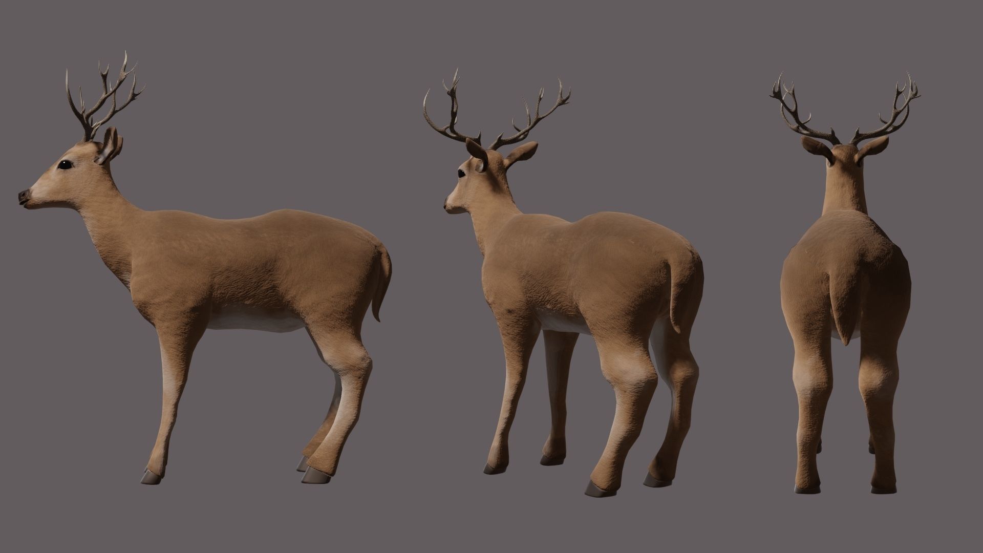 Deer 3D model with antlers Low-poly 3D model_3