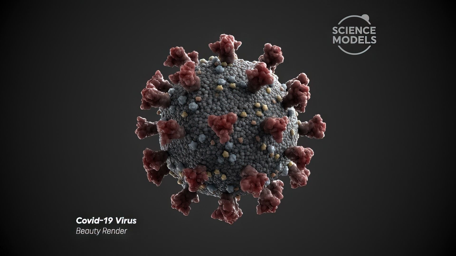 Covid-19 Virus SARS CoV-2  3D model_2