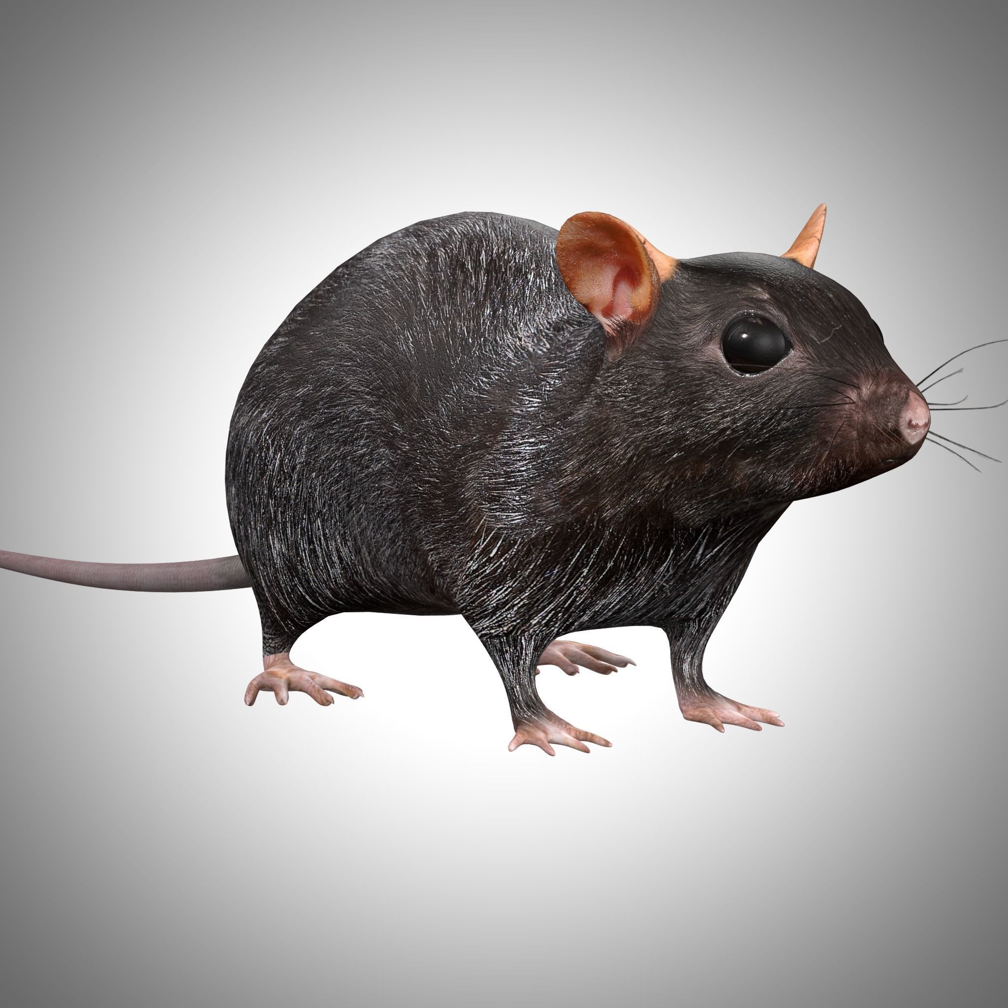 Rat Rig Low-poly 3D model_1