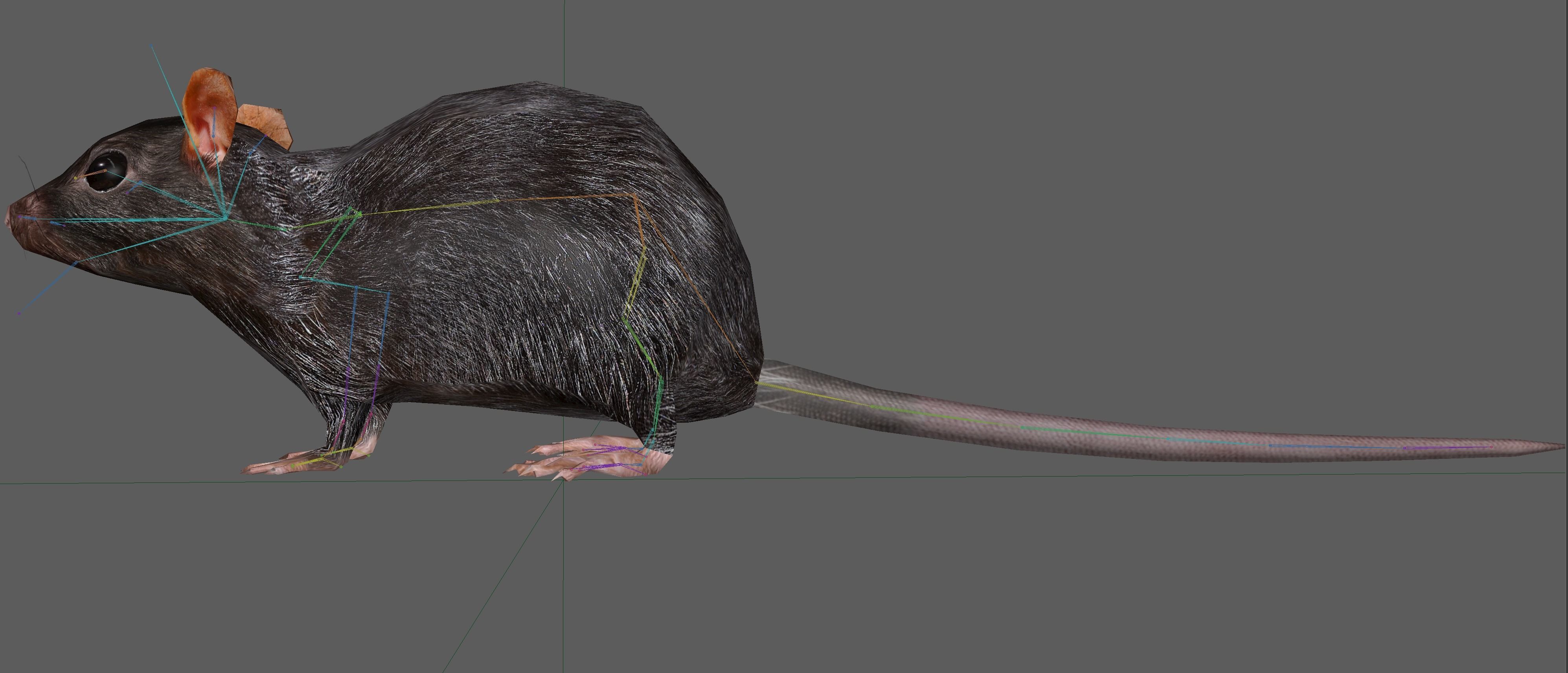Rat Rig Low-poly 3D model_17