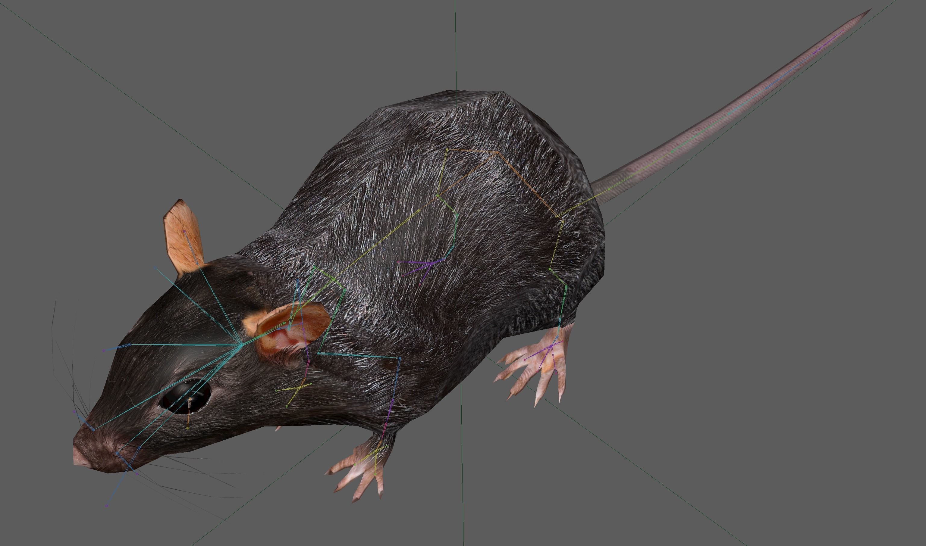 Rat Rig Low-poly 3D model_22