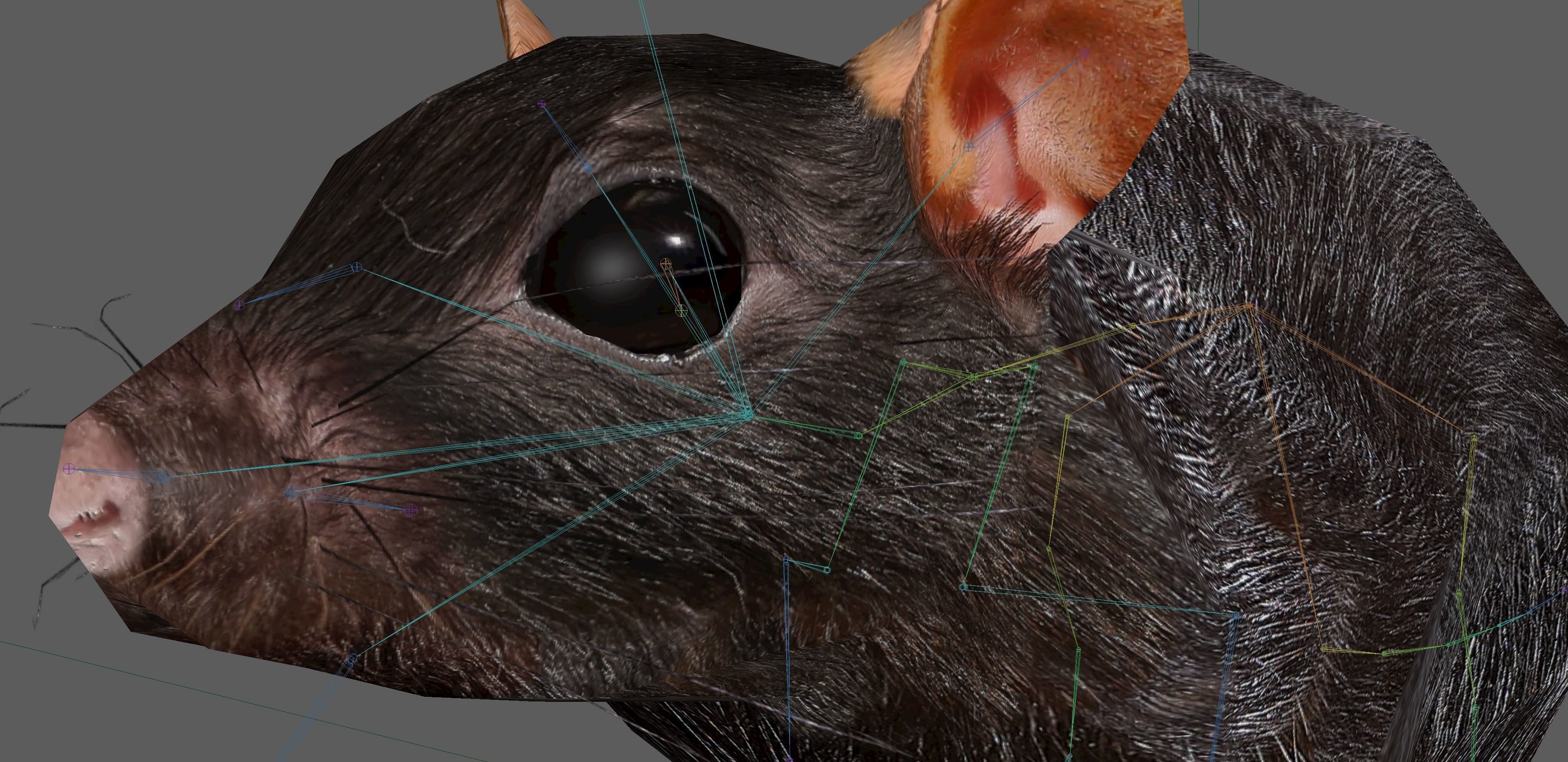 Rat Rig Low-poly 3D model_21