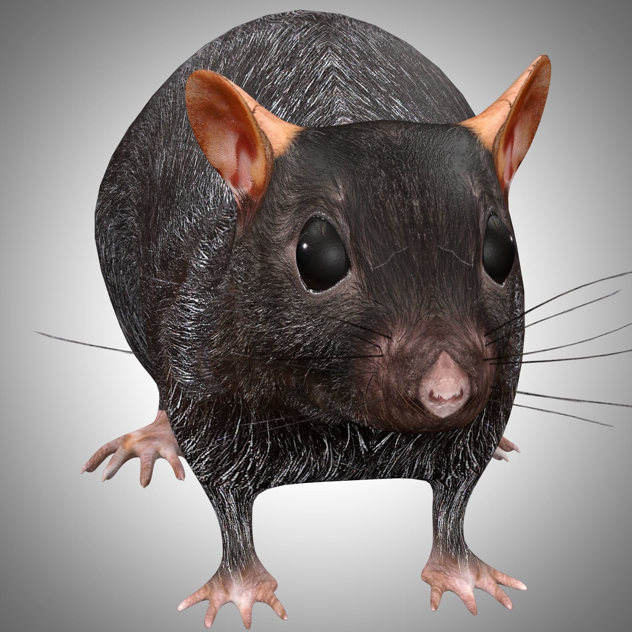 Rat Rig Low-poly 3D model_4