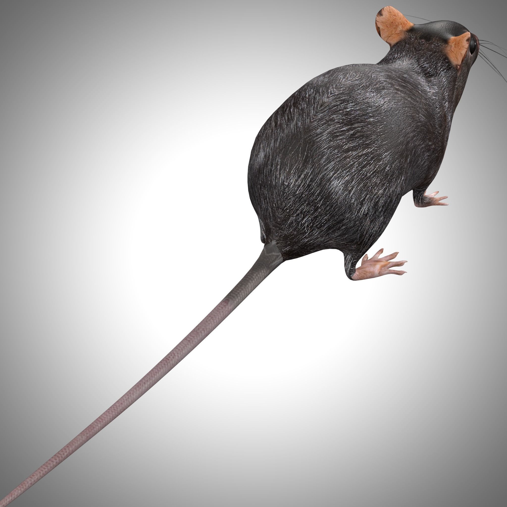 Rat Rig Low-poly 3D model_10
