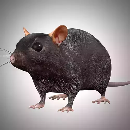 Rat Rig Low-poly 3D model