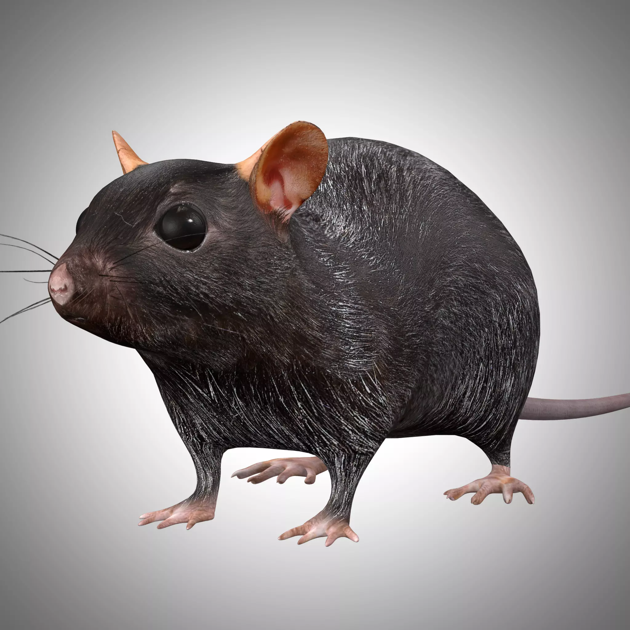 Rat Rig Low-poly 3D model_0