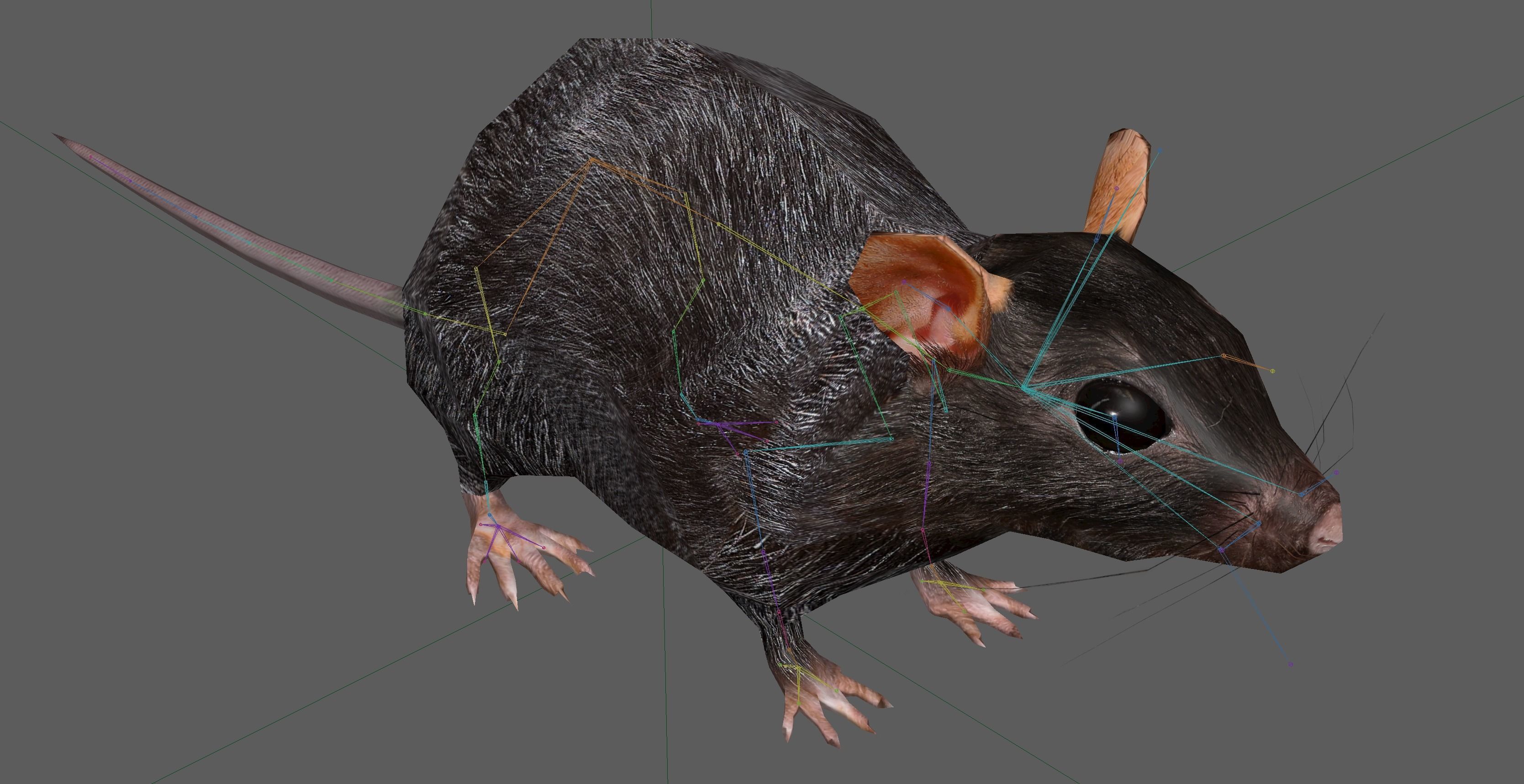 Rat Rig Low-poly 3D model_18