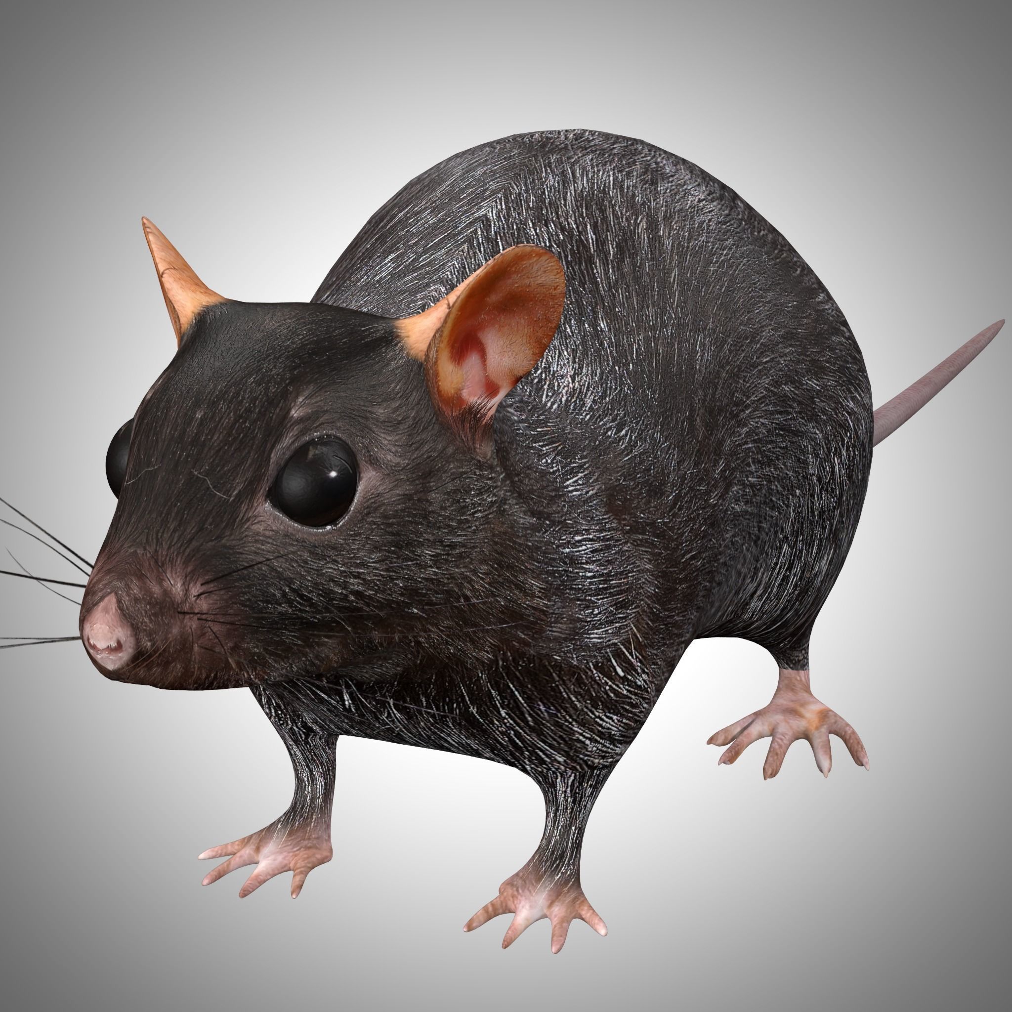 Rat Rig Low-poly 3D model_3