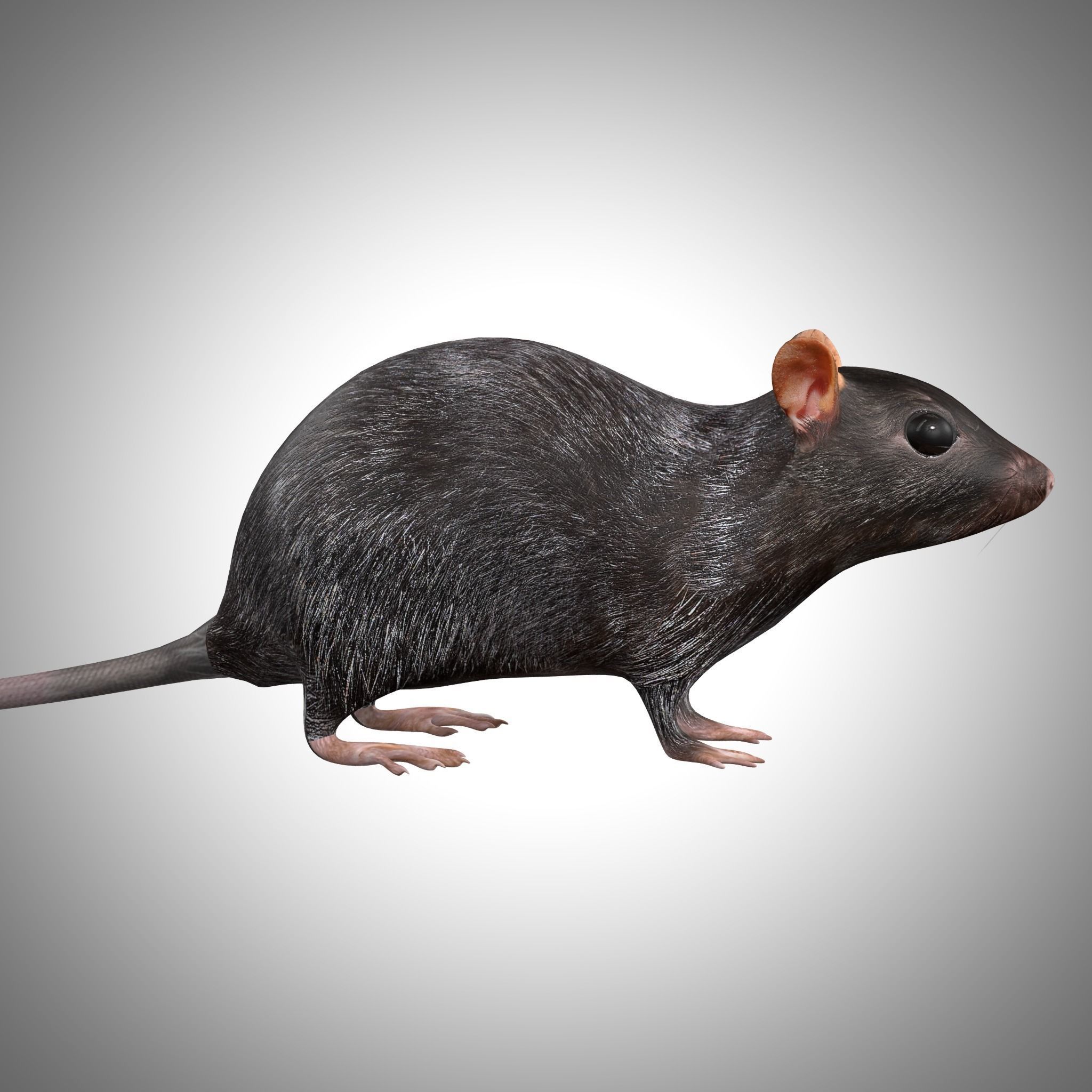 Rat Rig Low-poly 3D model_6