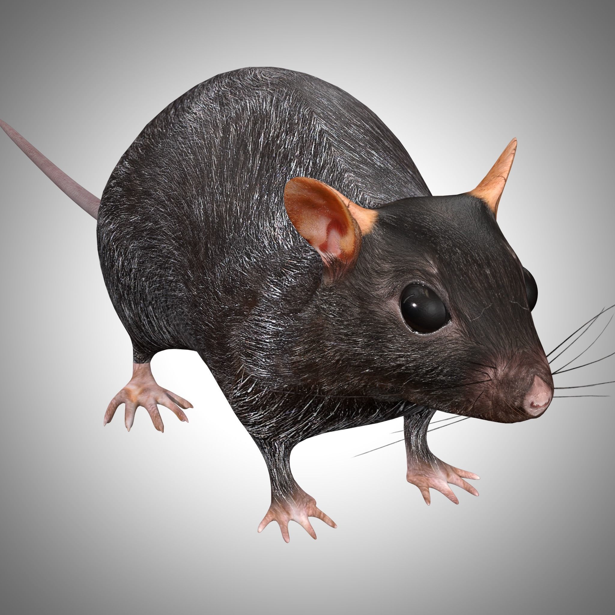 Rat Rig Low-poly 3D model_2