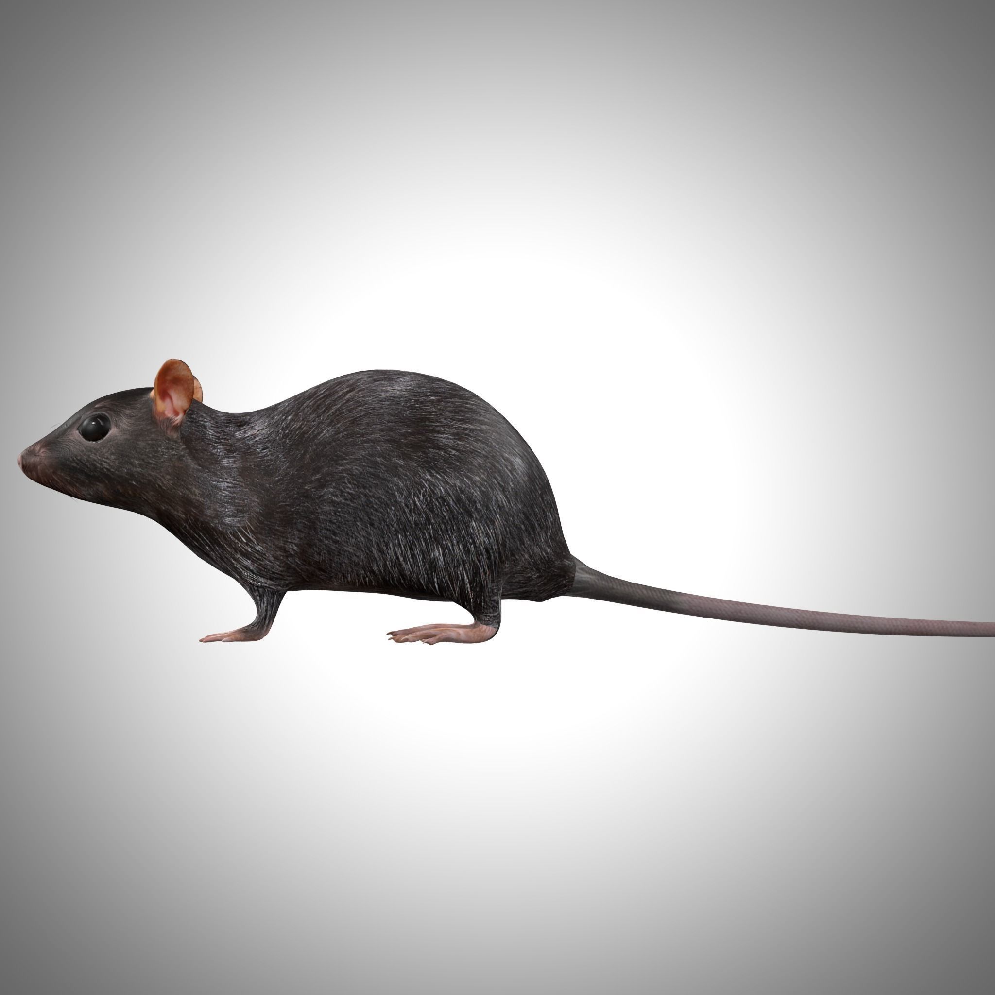 Rat Rig Low-poly 3D model_5