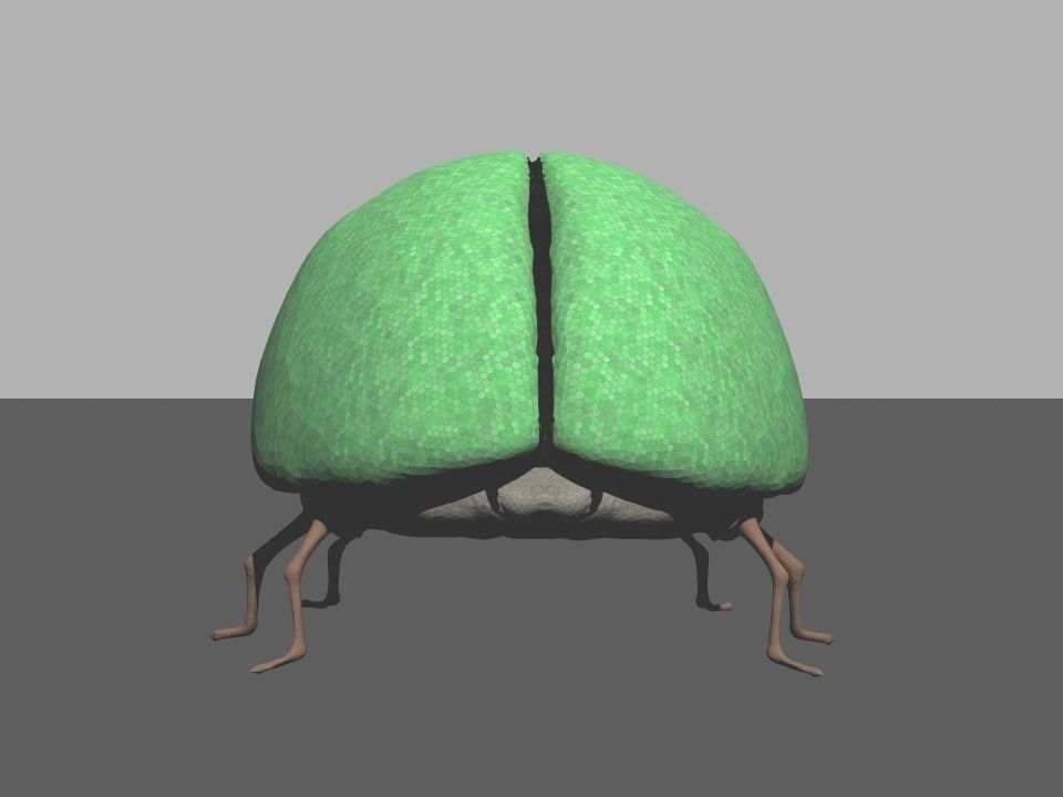 Beetle1 beetle Free 3D model_10