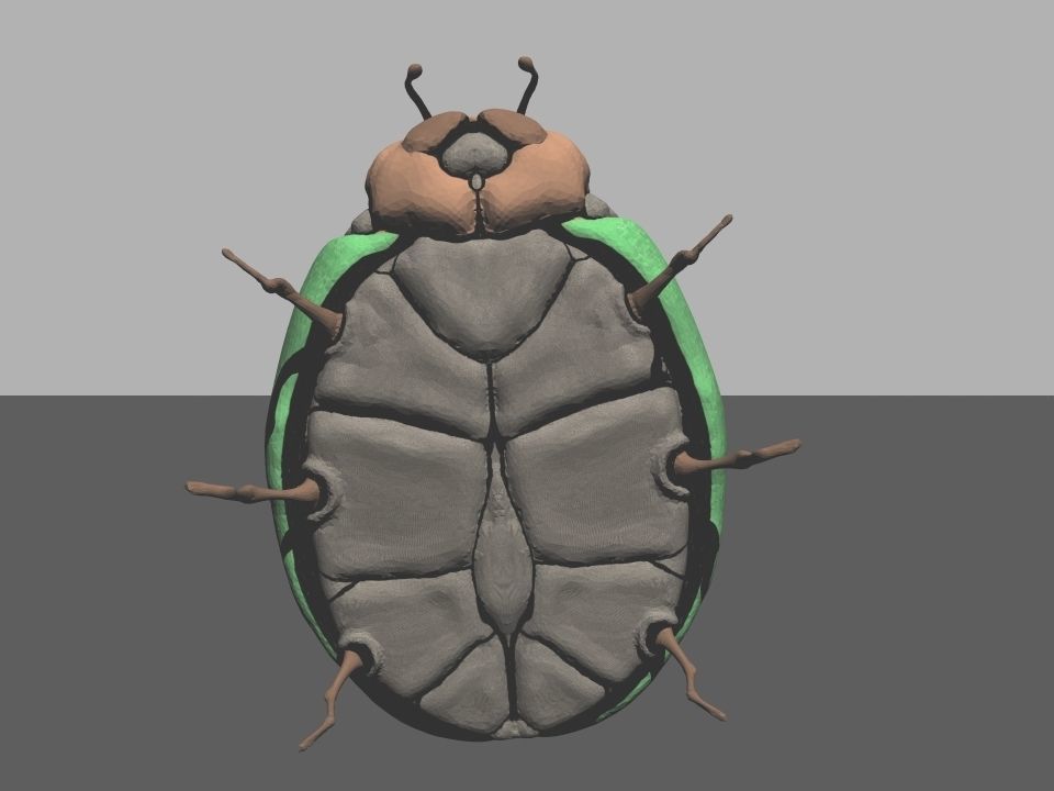 Beetle1 beetle Free 3D model_11
