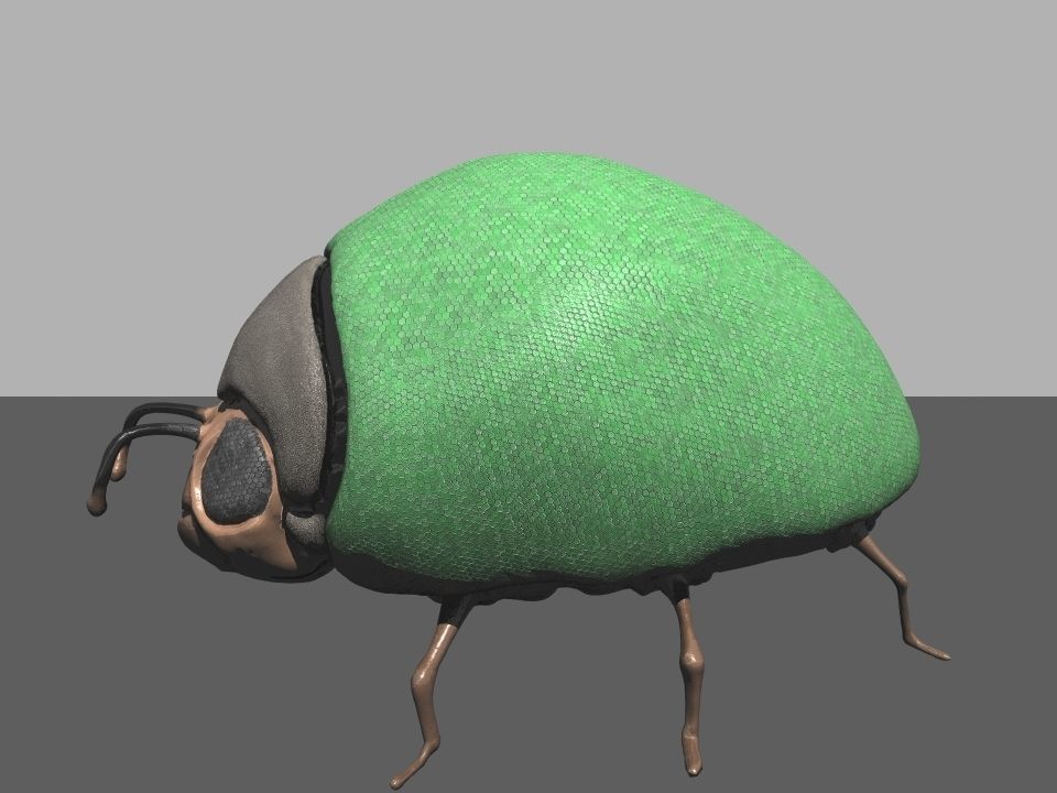 Beetle1 beetle Free 3D model_2