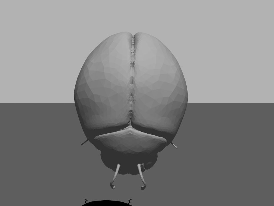 Beetle1 beetle Free 3D model_7