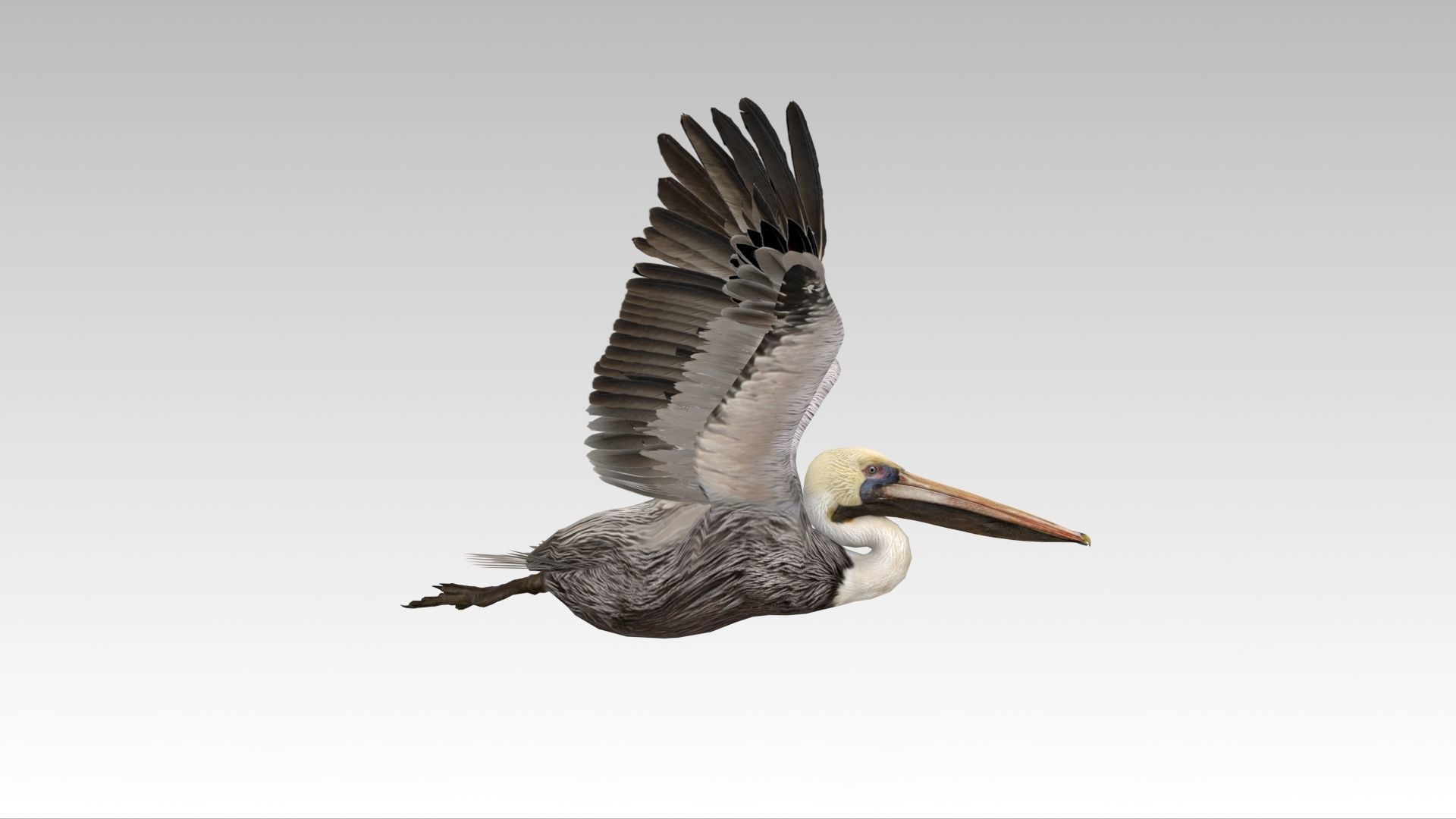 Brown Pelican Low-poly 3D model_4
