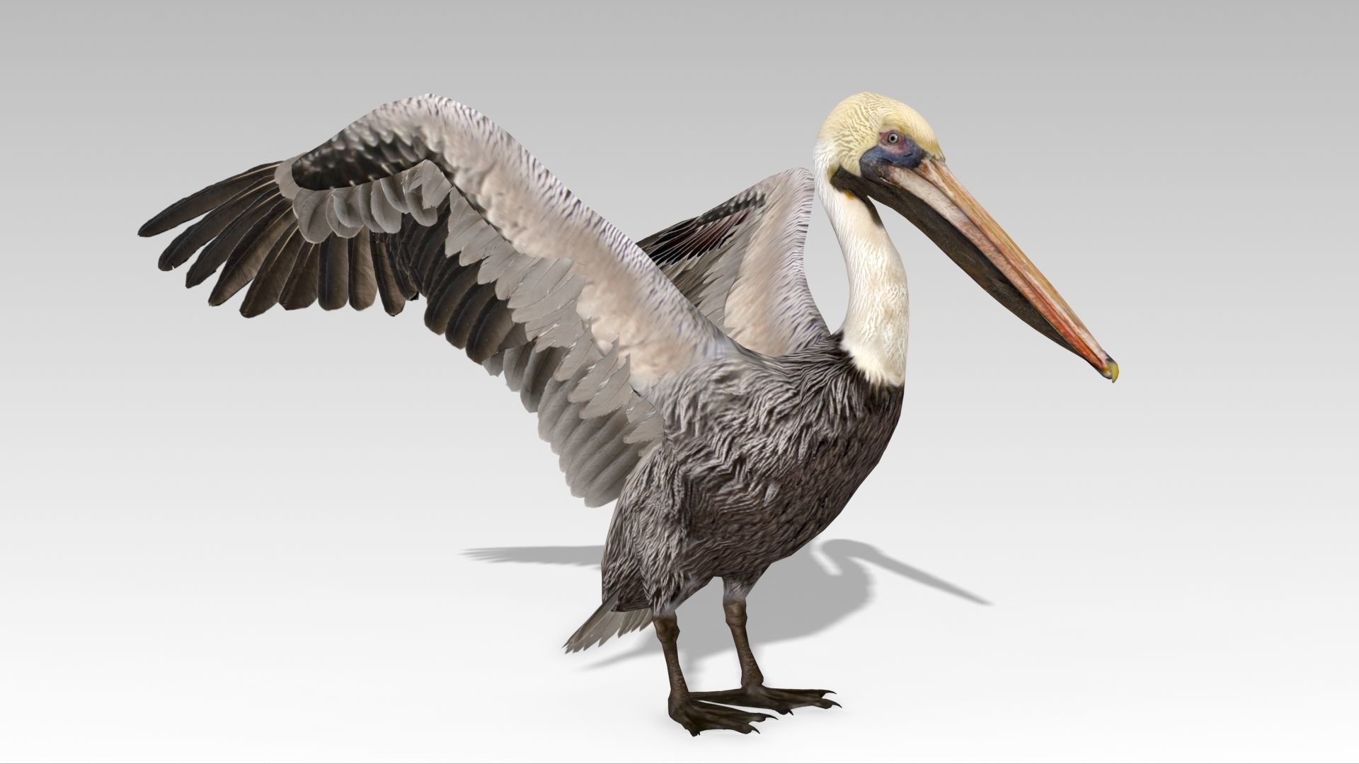 Brown Pelican Low-poly 3D model_2