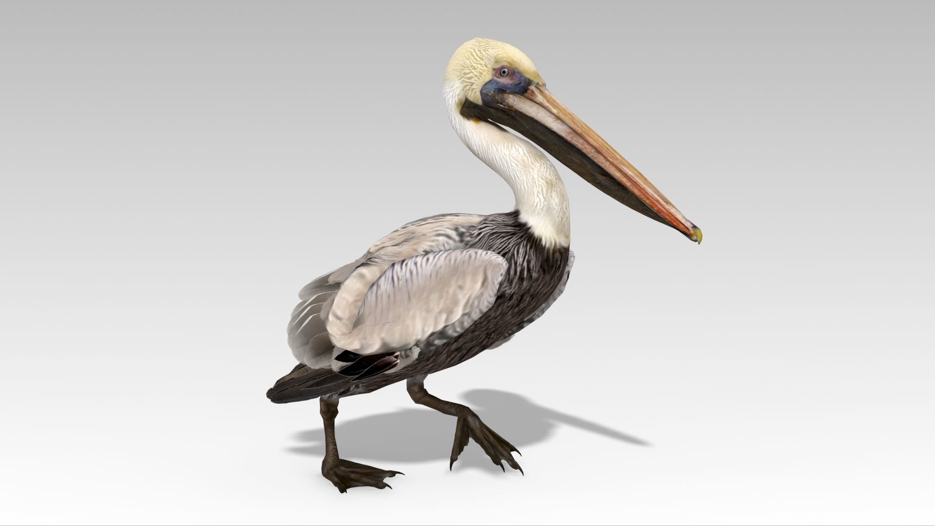 Brown Pelican Low-poly 3D model_9