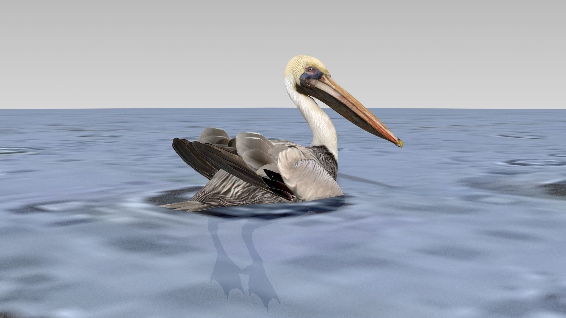 Brown Pelican Low-poly 3D model_11