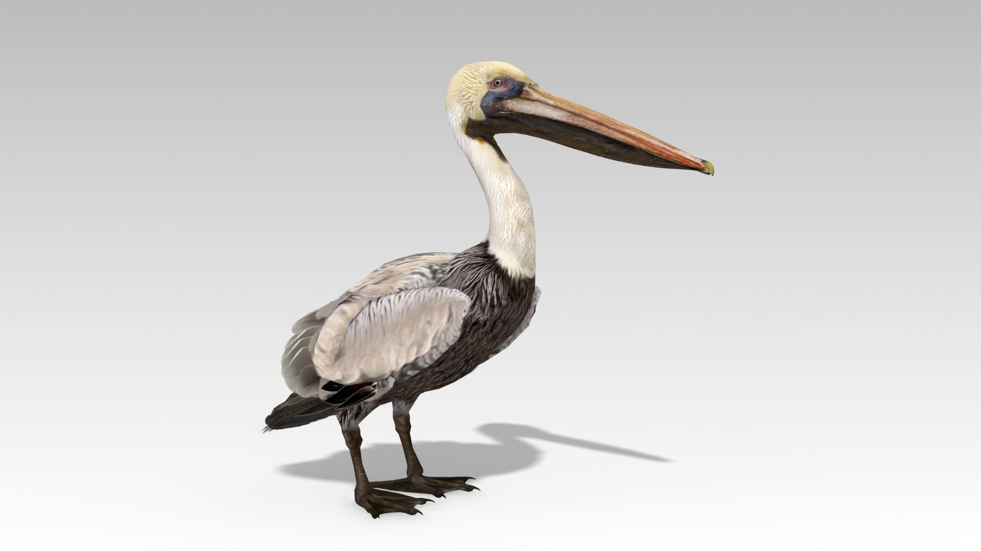 Brown Pelican Low-poly 3D model_10