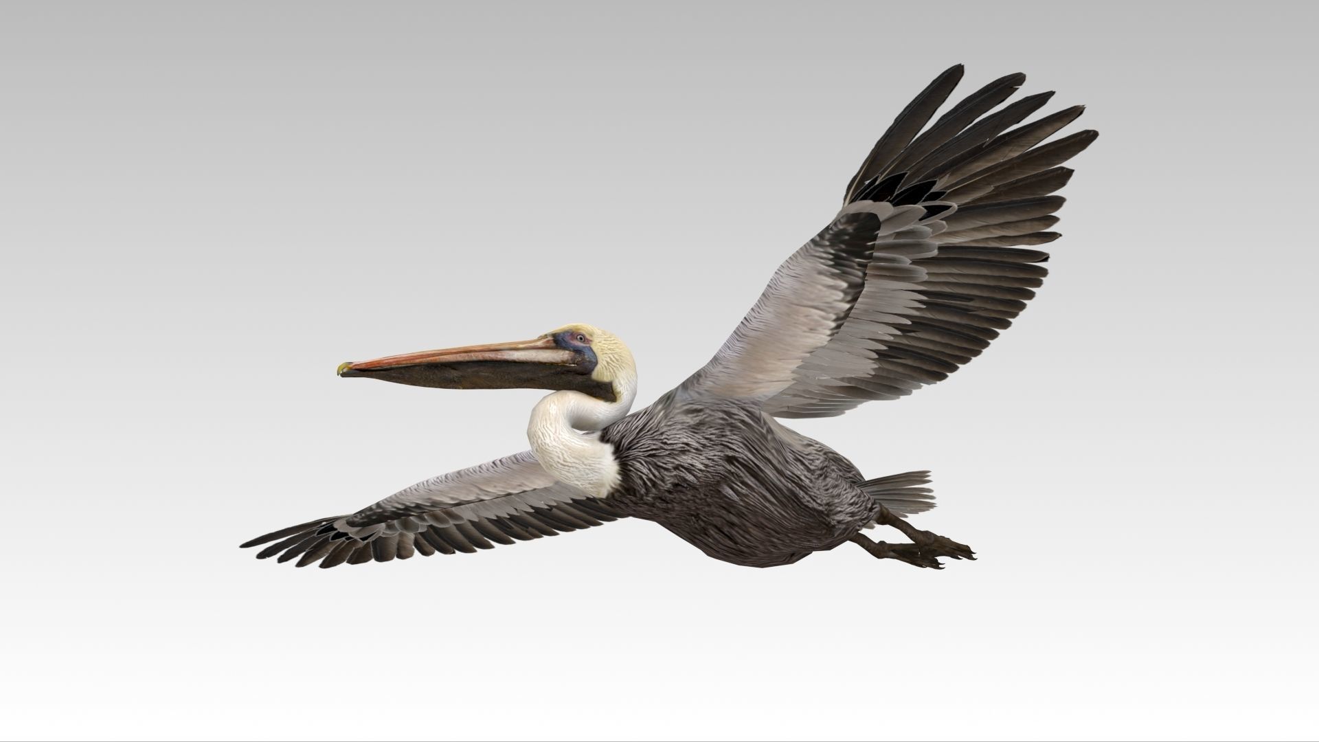 Brown Pelican Low-poly 3D model_7