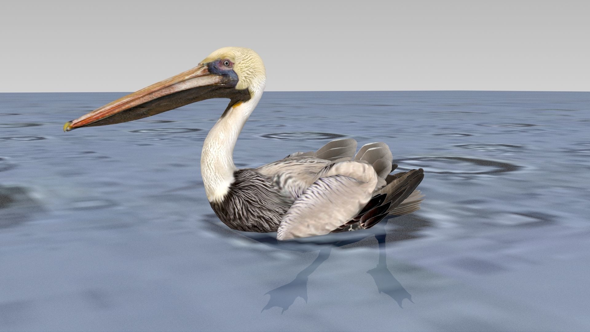 Brown Pelican Low-poly 3D model_12