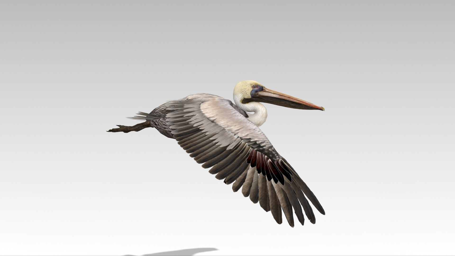 Brown Pelican Low-poly 3D model_5