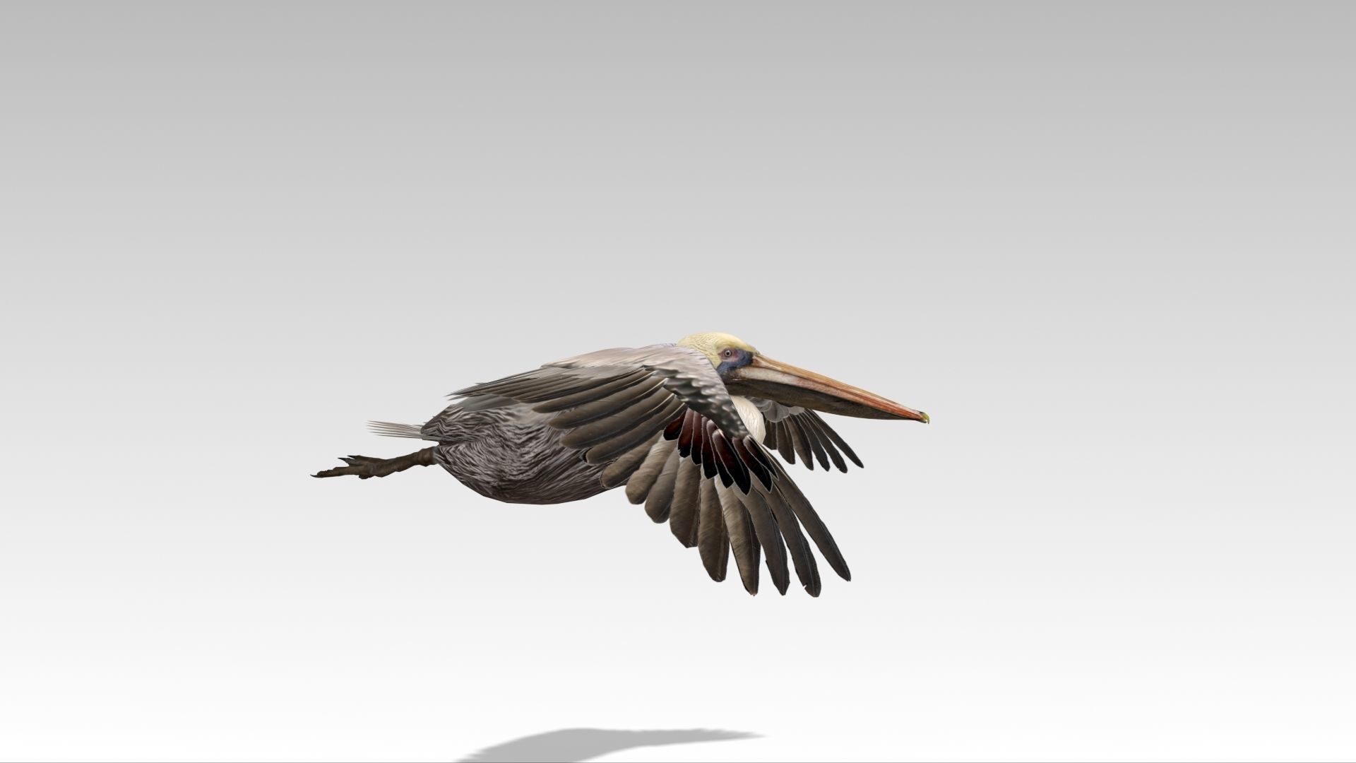 Brown Pelican Low-poly 3D model_6