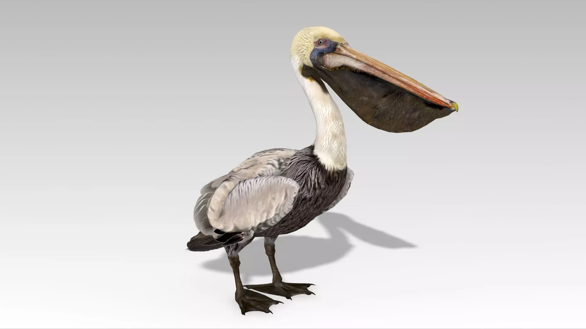 Brown Pelican Low-poly 3D model_0