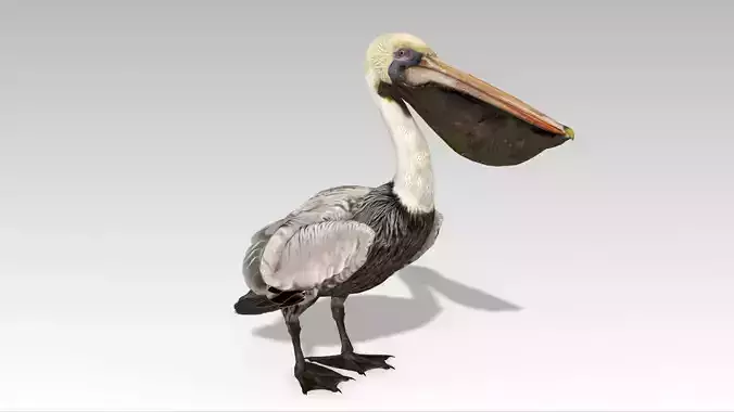 Brown Pelican Low-poly 3D model