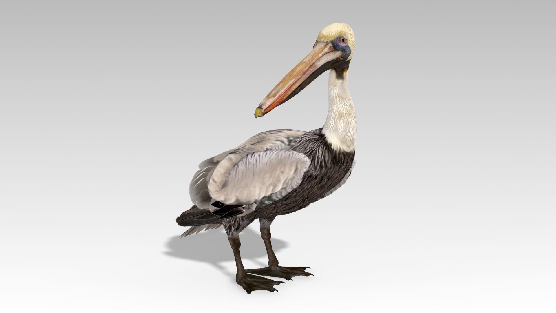 Brown Pelican Low-poly 3D model_3