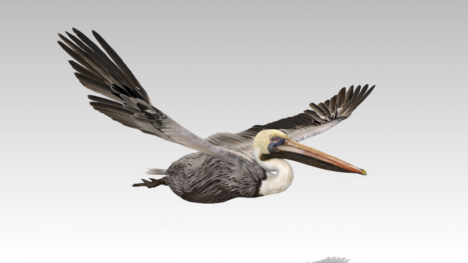 Brown Pelican Low-poly 3D model_8