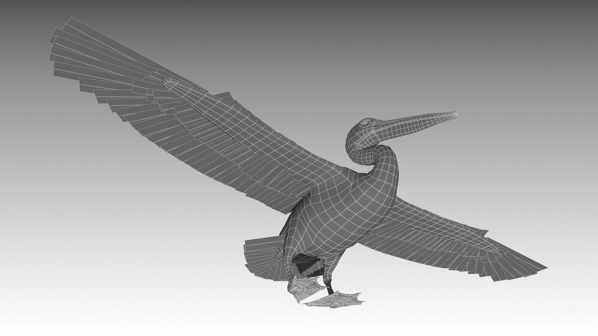 Brown Pelican Low-poly 3D model_14