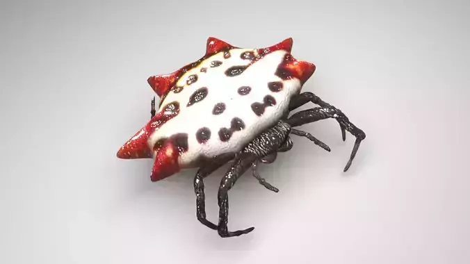 Gasteracantha Spider 3D model