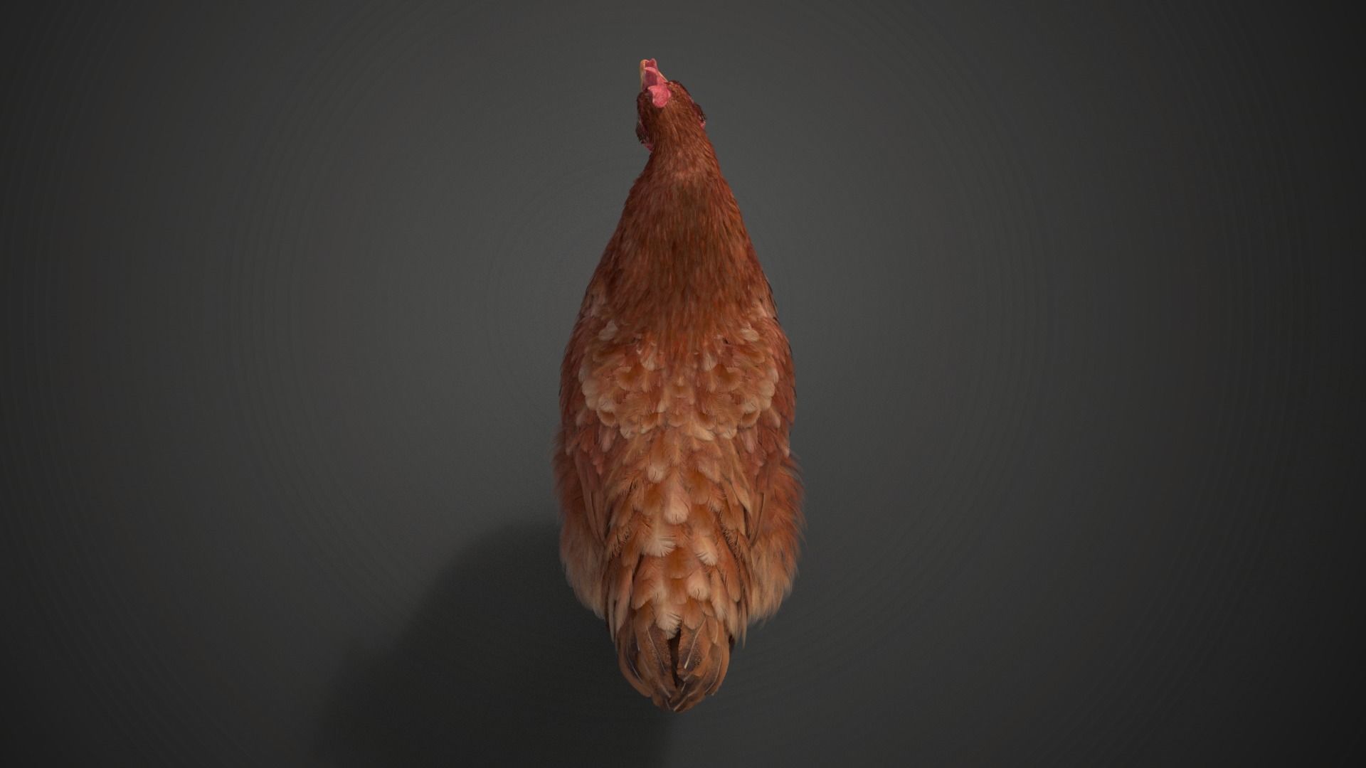 Red Hen Animated VFX Grace 3D model_14