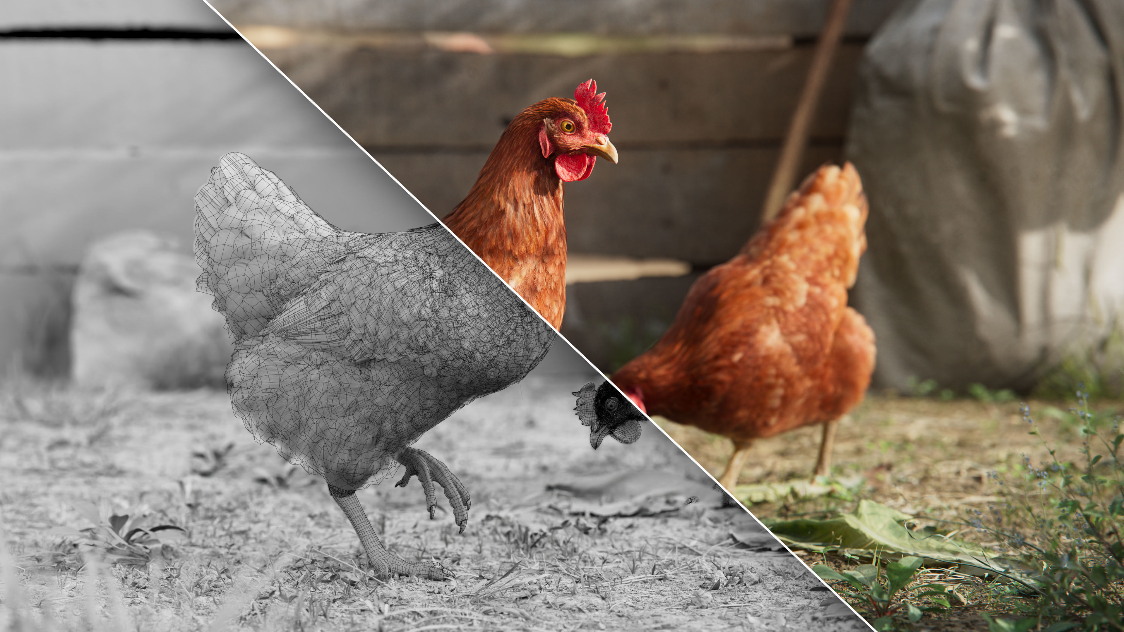 Red Hen Animated VFX Grace 3D model_7