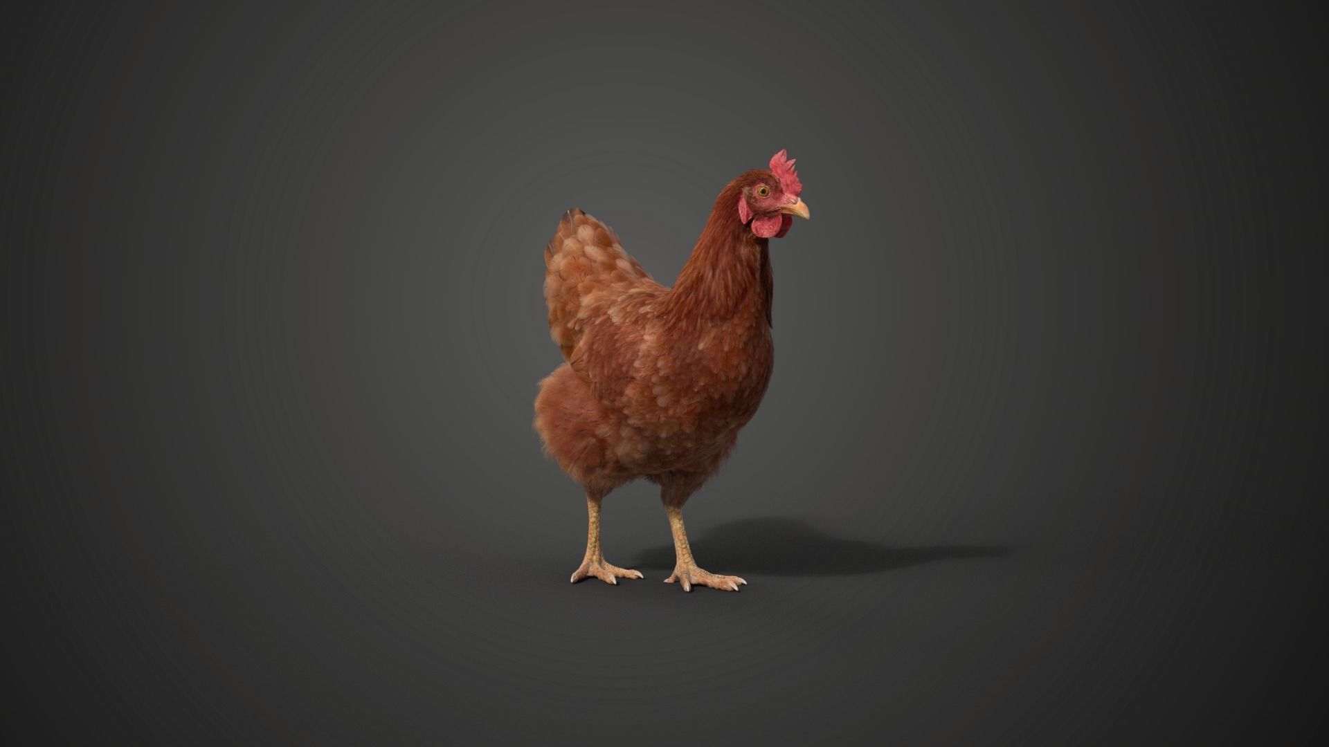 Red Hen Animated VFX Grace 3D model_8